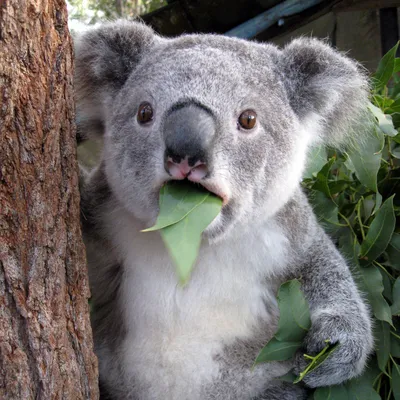 Интересные факты о коалах — Музей фактов