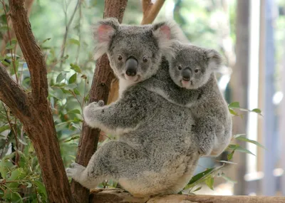 Картина на холсте \"коала животное самка австралии коалы животные\" 30x40  интерьерная в комнату на стену в спальню - купить по низкой цене в  интернет-магазине OZON