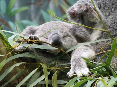 коала дизайн иконок PNG , коала, Коала значок, животное PNG картинки и пнг  рисунок для бесплатной загрузки