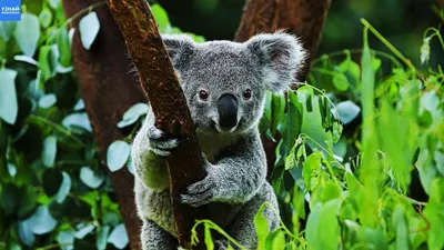 Борьба за выживание. Коала, животное-символ Австралии, оказалась на грани  исчезновения