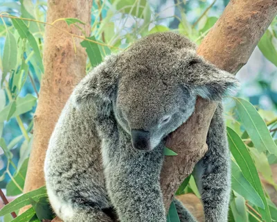 Как коалы могут питаться ядовитым эвкалиптом