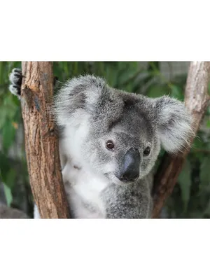 коала, Австралия, Phascolarctos Cinereus, млекопитающих, дикие животные,  природа, царство животных, милый | Pikist