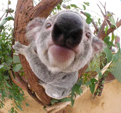 Сумчатый мишка - коала