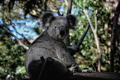 За девять дней чужой кал разнообразил диету коал. И это, возможно,  сэкономит деньги австралийских налогоплательщиков - Наука - ТАСС
