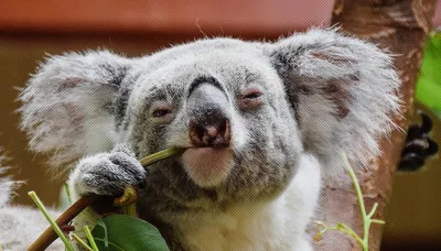 Угнать за 60 секунд: дерзкая коала забралась в машину - забавное видео -  20.03.2019, Sputnik Таджикистан