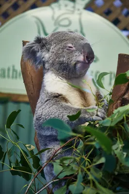 Фото Koala Animal, более 400 качественных бесплатных стоковых фото