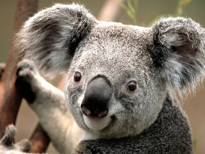 На маминой шее. В Австралии родилась редкая белая коала — Мир — tsn.ua