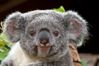 763. Сумчатый мишка - коала