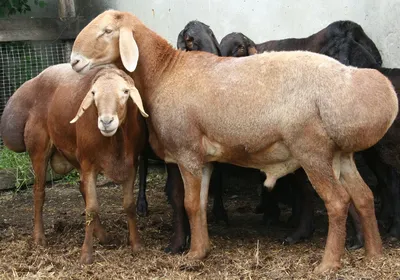 Гиссарские овцы: 180 кило веса, из которых треть — курдюк! Как крупнейшая  порода овец в мире получила такие пышные формы? | Пикабу