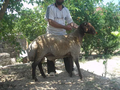 Курдючные овцы | Я и мои овцы форум на Fermer.ru / Стр. 3 из 3