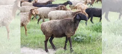 Мясо барана и овечки(курдюк) купить в Батырево | Животные и зоотовары |  Авито