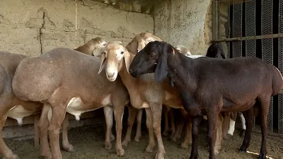 Новая порода овец Кыргызстана. Почему за ней выстраиваются в очередь