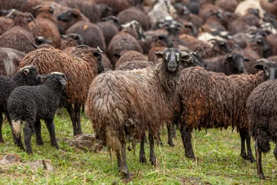 Черная овца: на радость и против горя