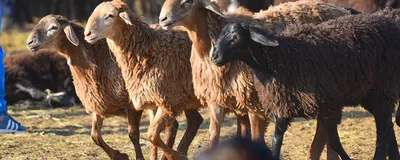 Более тысячи породистых овец погибли в степном пожаре на западе Казахстана  - 14.07.2022, Sputnik Казахстан