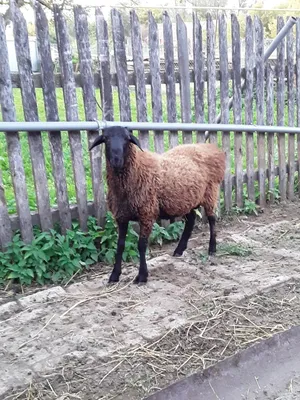 Купить барана или овец в Республике Чувашия | Цена от 1000 руб. на  АГРОНОМА.ру