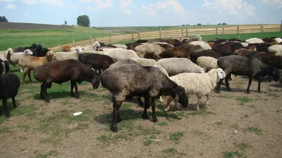 Я одним из первых привез курдючных овец»