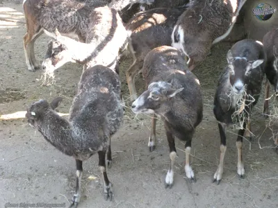 Баран и овца - Рассказы про домашних животных | Некоммерческий  учебно-познавательный интернет-портал Зоогалактика
