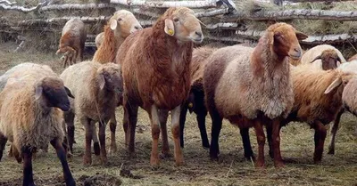 Свыше 1000 овец сгорели во время степного пожара в Атырау - Новости |  Караван