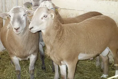 Короткошерстные овцы, не требующие стрижки. - Овцеводство - АгроФорум -  форум фермеров Беларуси