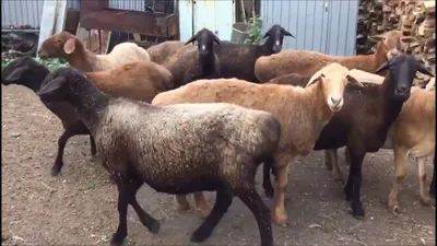 Эдильбаевская порода овец: характеристика, фото, продуктивность