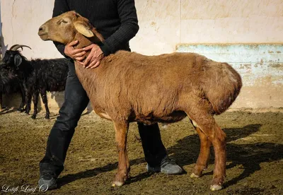 Как в Таджикистане зимуют гиссарские овцы? | Новости Таджикистана ASIA-Plus
