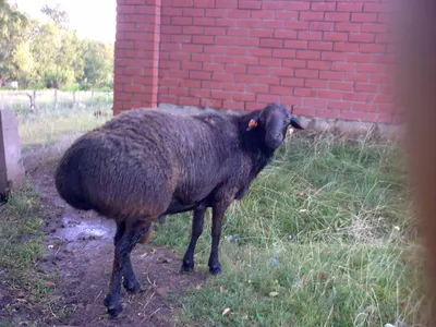 Курдючные овцы | Я и мои овцы форум на Fermer.ru / Стр. 3 из 3