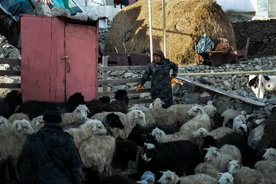 Жизнь от овец - Это Кавказ