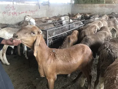 خروف سواكني - سعودي سوق