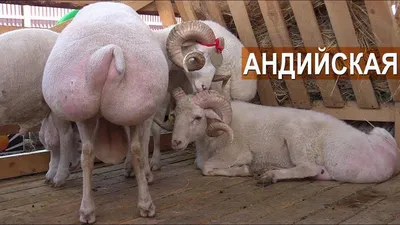 Курдючные породы овец фото