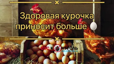 Обработка курятника от паразитов в Москве. Обработка кур от пероеда, блох,  клещей