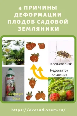 Почему ягоды клубники корявые и маленькие: 4 фактора деформации | Клубника,  Экосад, Растения