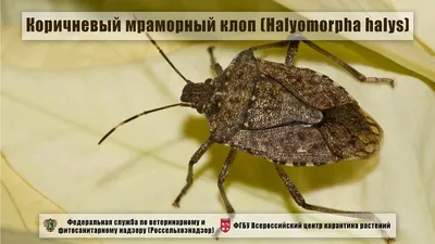 Коричневый мраморный клоп (Halyomorpha halys) - YouTube