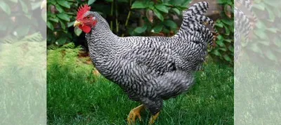 Цыплята амрокс, бентамки купить в Новосибирске | Животные и зоотовары |  Авито