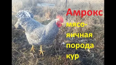 Куры АМРОКС разведение и содержание (Hens AMROX ) - YouTube