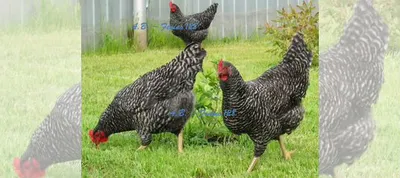Куры амрокс семья. инкубационное яйцо купить в Балашихе | Животные и  зоотовары | Авито