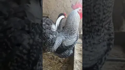 Amrock chickens Куры Амрокс #chicken #куры #tovuqlar #товук #Amrock -  YouTube