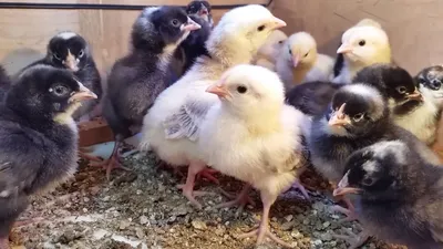Цыплята Амрокс 5 дней - YouTube