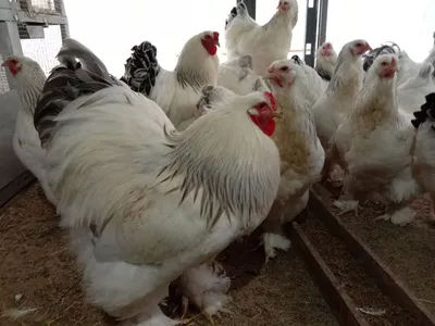 Брама яйца , куры, петухи, Brahma: 10 000 сум - Птицы Ташкент на Olx