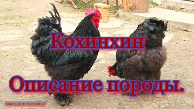 КУРЫ ПОРОДЫ КОХИНХИН. Описание плюсы, минусы породы. - YouTube