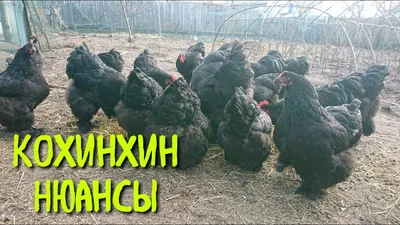 ОСОБЕННОСТИ ПОРОДЫ кур кохинхин - YouTube