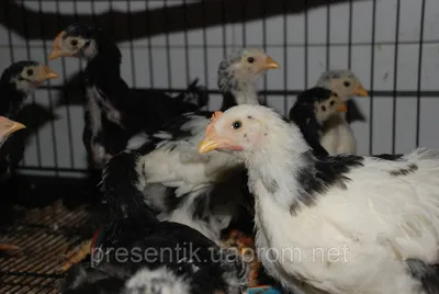 Курочки Кохинхин, цыплята 1,5-2 мес, цена 299 грн — Prom.ua (ID#1092177227)