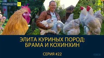 БРАМА И КОХИНХИН - элита крупных куриных пород. Рассказ о породах.  Птицеводство ТВ #22 - YouTube