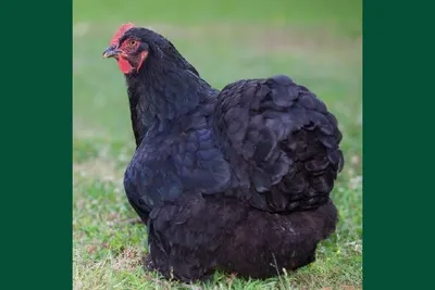 Куры Кохинхин черный 8 мес – цена, купить в Москве на сайте птицеводческого  хозяйства «Орловский дворик»