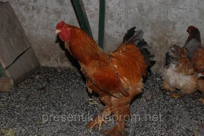 Курица кохинхин черные и мраморные куры, цена 700 грн — Prom.ua  (ID#1092174674)