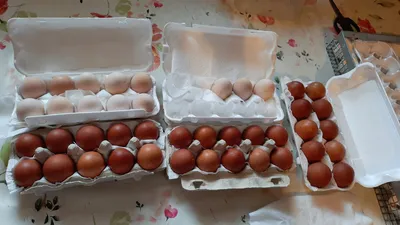 Три посылки с Инкубационным Яйцом от Трех заводчиков!.. посмотрим? Куры  Маран, Фавероль, Амераукан
