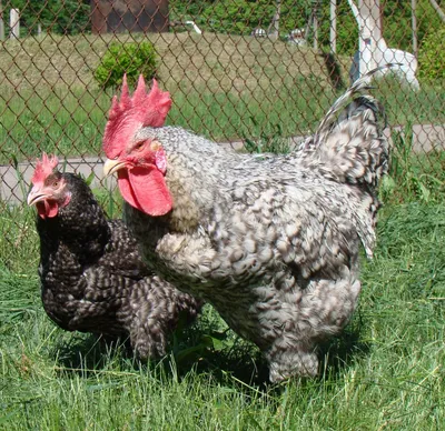 Cуточные цыплята породы Геркулес - купить на Агробиз, цена15 грн. - 693135