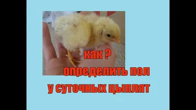 Обзор Куры Геркулес Цыплята быстрорастущие Мясояичной породы - YouTube
