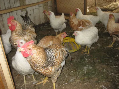Цыплята геркулес: описание и уход за птицей