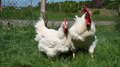Купить Суточные цыплята кур породы Геркулес по лучшей цене в Украине -  61923189