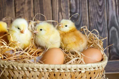 Купить инкубационные яйца Геркулес недорого ᐈ Яйца для инкубации Геркулес в  Украине ᐈ Инкубационное яйцо Геркулес с доставкой почтой от COBB